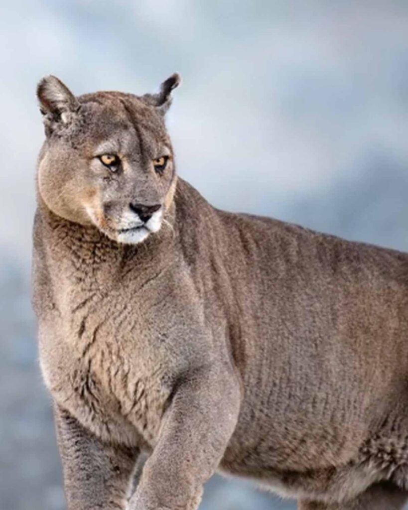 Puma Patagonico Puma Patagonico