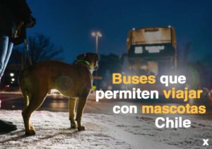 Qué buses permiten viajar con mascotas en Chile