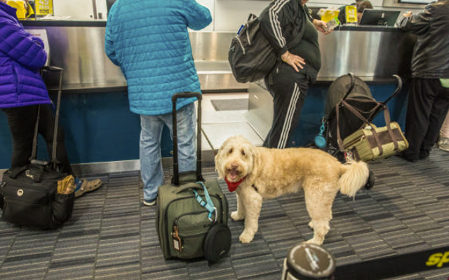 Viajar con mascotas en vuelos nacionales - Requisitos