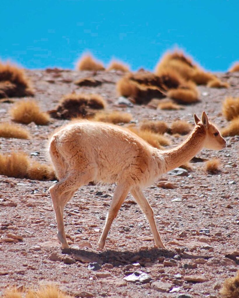 Vicuña Vicuña